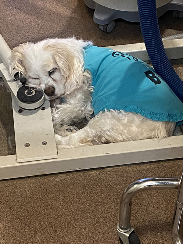 Cat and Dog Ultrasound in Laguna Niguel, CA Cat and Dog Ultrasound in Laguna Niguel, CA