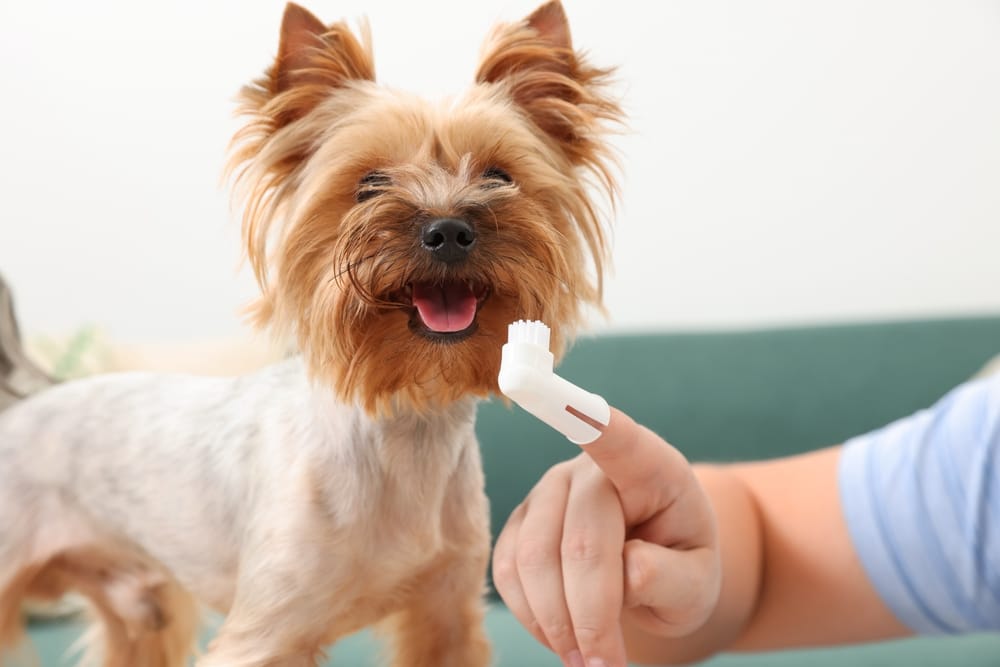 How to Better Care for Your Dog’s Teeth: Dog Dental Cleaning