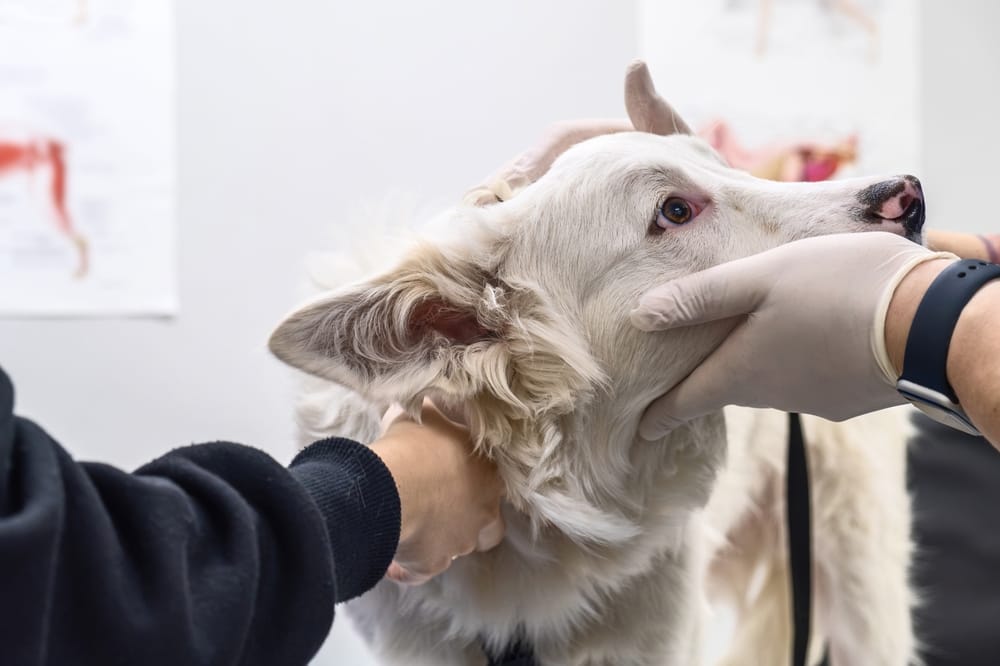 A white dog being gently held and examined by gloved hands in a veterinary clinic setting – Pet Emergency