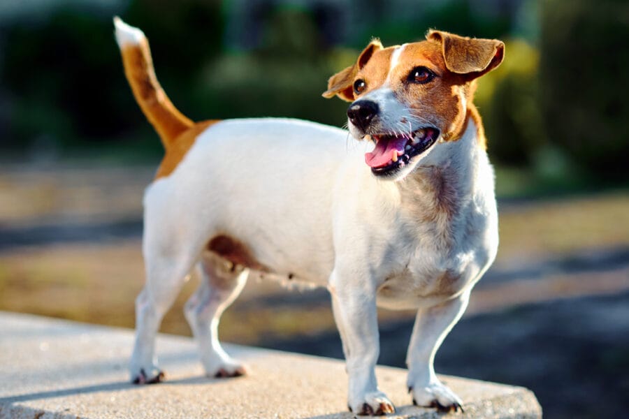 How to Tell If Your Dog's Anal Glands Are Full: A Guide to Home Rectal Exam for Dogs